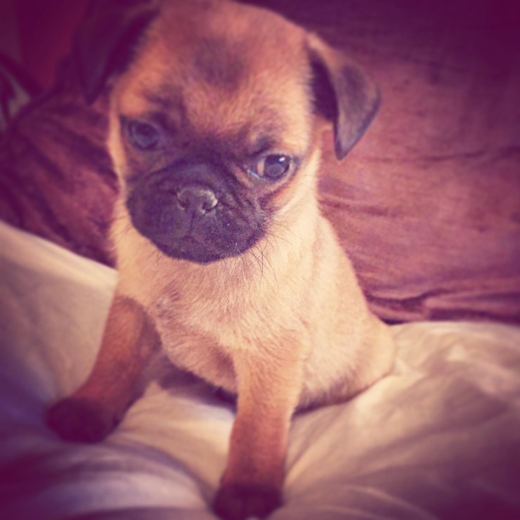 Foto cachorro pug no sofá em casa