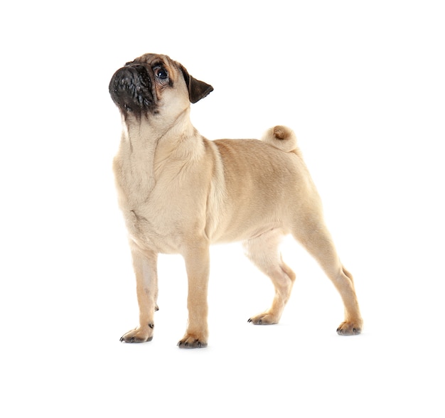 Cachorro pug orgulhoso em fundo branco