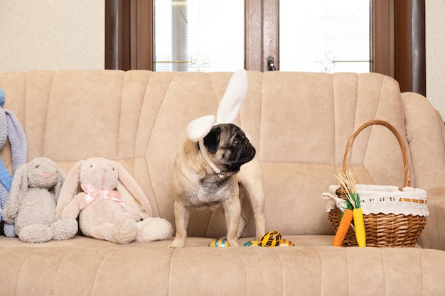 Un cachorro pug de Pascua con orejas de conejo en la cabeza