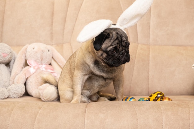 Un cachorro pug de Pascua