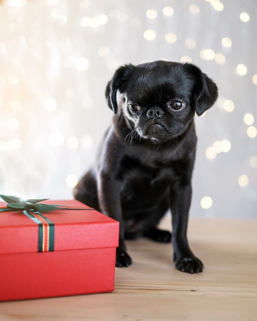 Cachorro pug preto com chapéu de Papai Noel vermelho sentado perto de um presente no fundo do bokeh de Natal