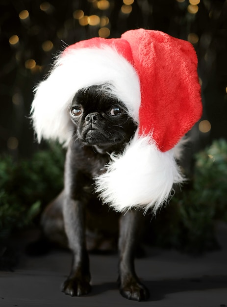 Cachorro pug preto com chapéu de Papai Noel vermelho sentado perto de um presente no fundo do bokeh de natal