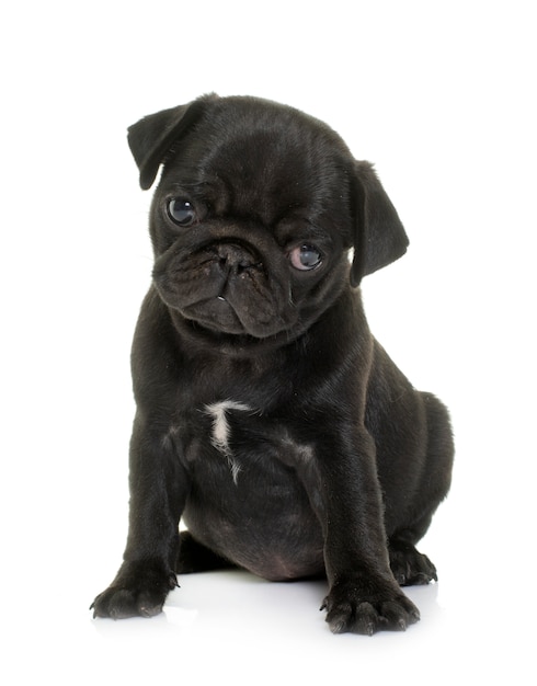 Cachorro pug preto