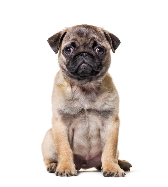 Cachorro Pug sentado contra um fundo branco