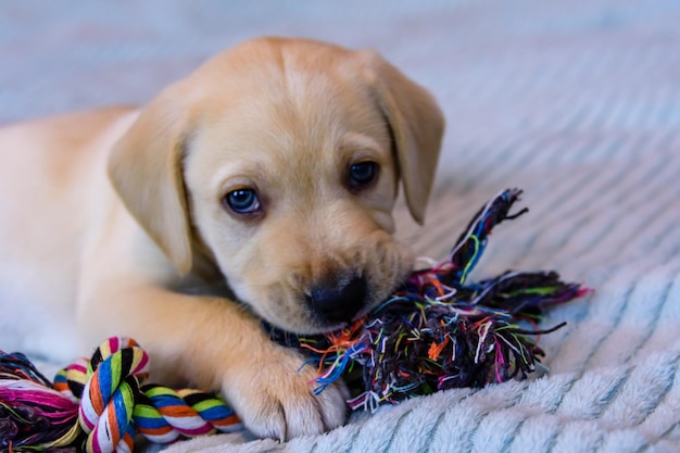 Cachorro de pura raza joven del labrador retriever jugando con juguete de cuerda