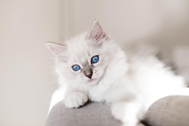 Cachorro ragdoll blanco en el sofá