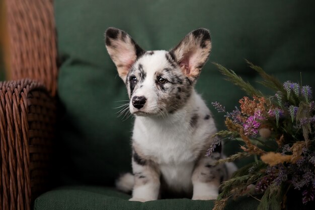 Cachorro con ramo inferior Welsh Corgi Pembroke Puppy