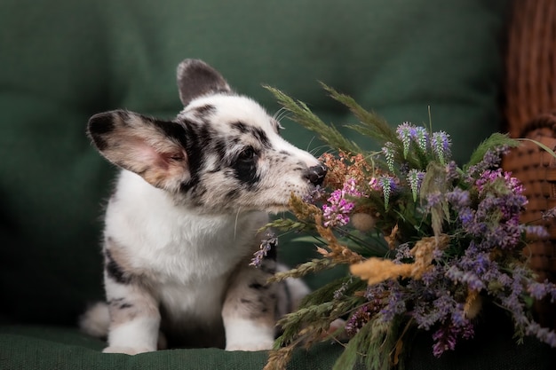 Cachorro con ramo inferior Welsh Corgi Pembroke Puppy