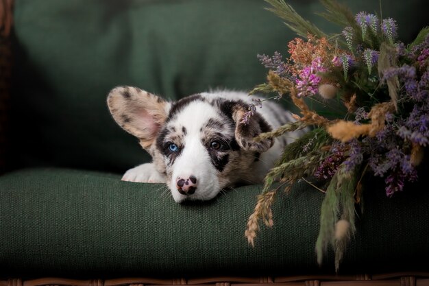 Cachorro con ramo inferior Welsh Corgi Pembroke Puppy