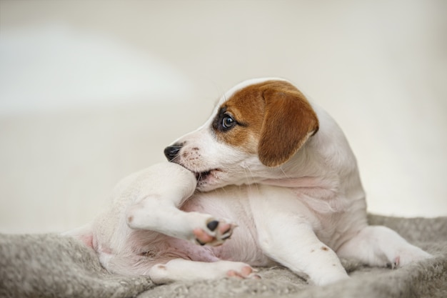 Cachorro con rascarse y morder las pulgas.