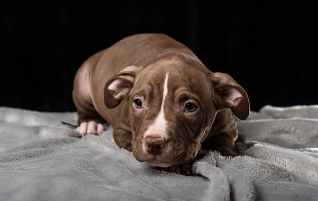 Cachorro de raza American Bully sobre un fondo negro