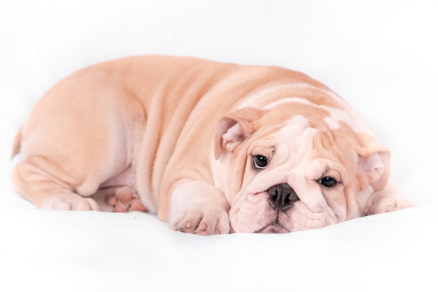 Cachorro raza bulldog inglés sobre un fondo blanco. Aislar.