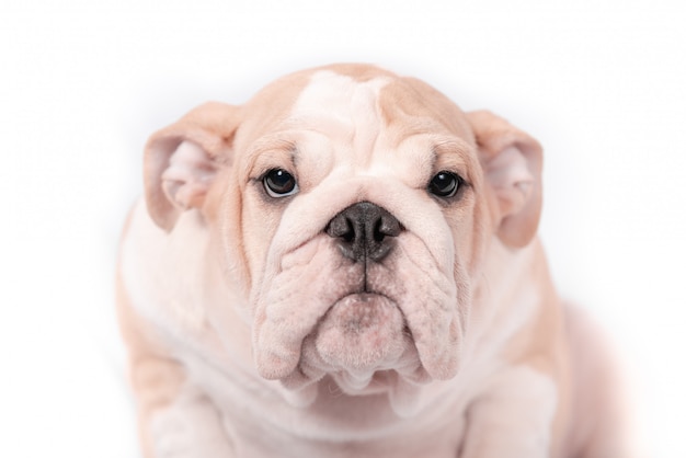 Cachorro raza bulldog inglés sobre un fondo blanco. Aislar.