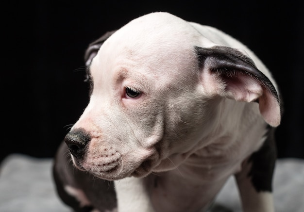 Cachorro de raza Bulli americano sobre un fondo negro