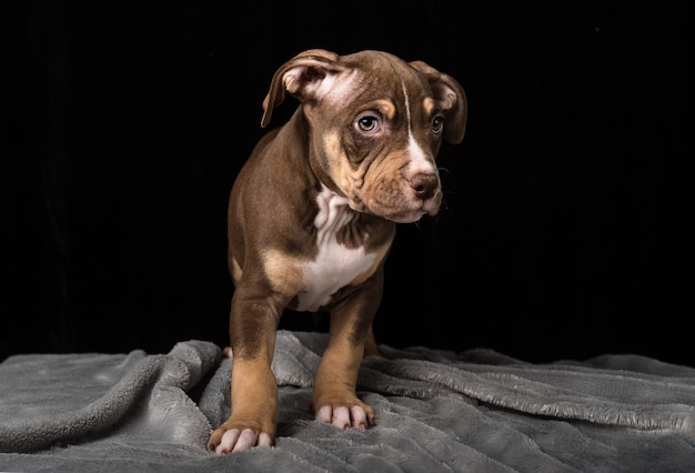 Cachorro de raza Bulli americano sobre un fondo negro