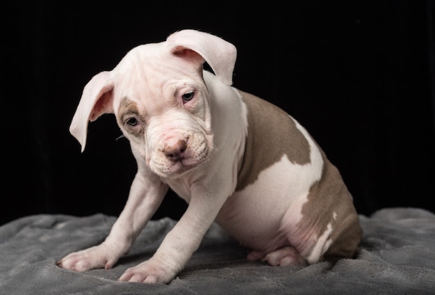 Foto cachorro de raza bulli americano sobre un fondo negro