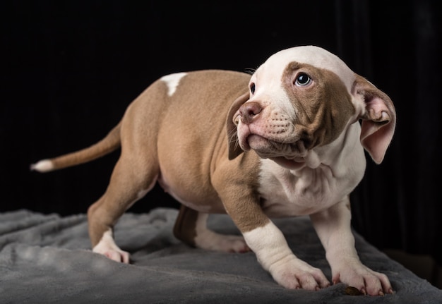 Cachorro de raza Bulli americano sobre un fondo negro