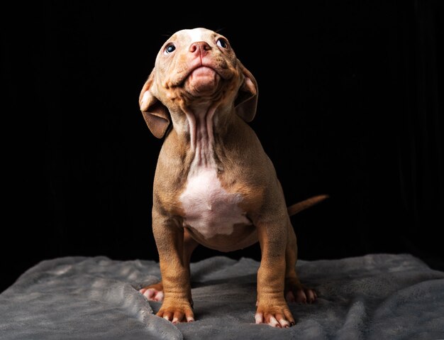 Cachorro de raza Bulli americano sobre un fondo negro