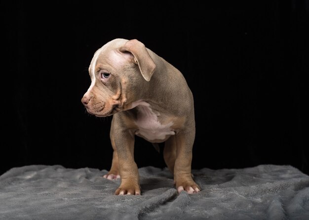 Cachorro de raza Bulli americano sobre un fondo negro