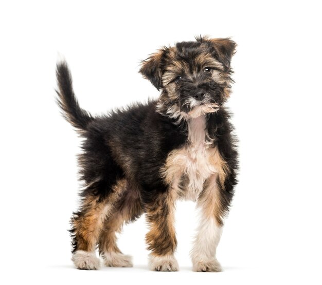 Cachorro de raza cruzada, 5 meses de edad, delante de un fondo blanco