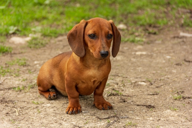 Cachorro de raza dachshund de color marrón