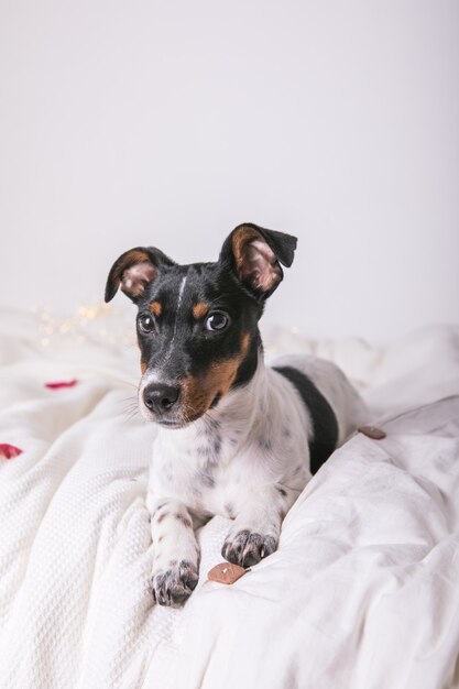 Foto cachorro de raza jack russel terrier yace sobre una manta blanca