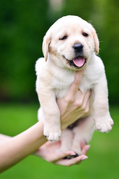 Cachorro de raza Labrador Retriever en manos de un hombre Cachorro de Labrador sobre hierba verde