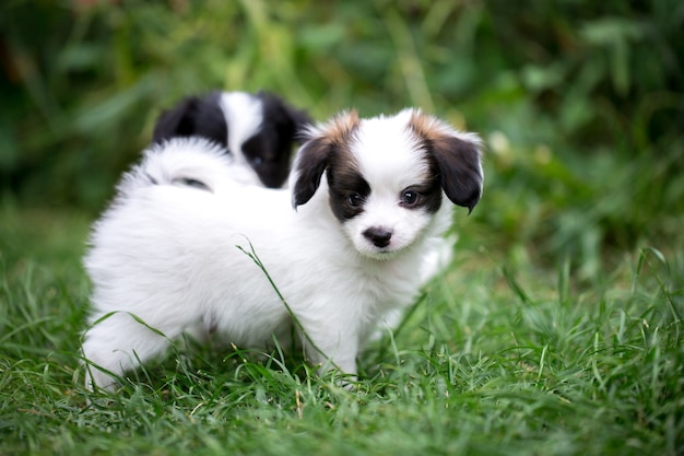 Cachorro de raza Papillon jugando en la hierba en el jardín