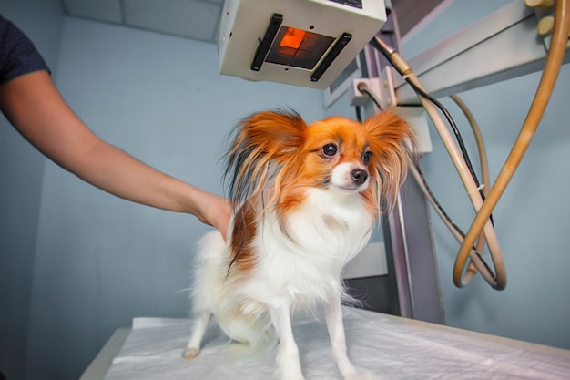 Cachorro recebendo um raio-x em uma clínica veterinária. Cão de exame do doutor na sala do raio X.