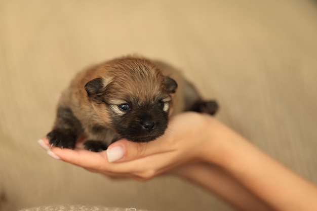 Cachorro recién nacido duerme en sus brazos primer cachorro pomeranian spitz