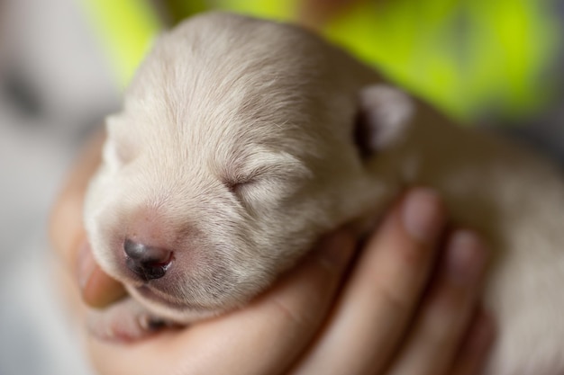 Cachorro recién nacido West Highland White Terrier duerme en manos de un hombre