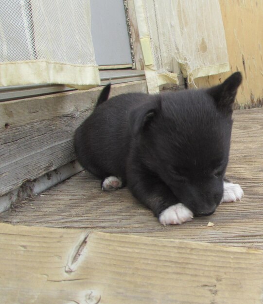 Un cachorro relajándose en la perrera