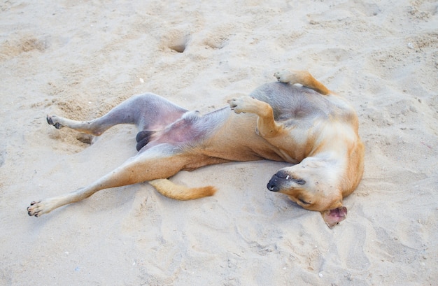 Cachorro relaxando e descansando na areia