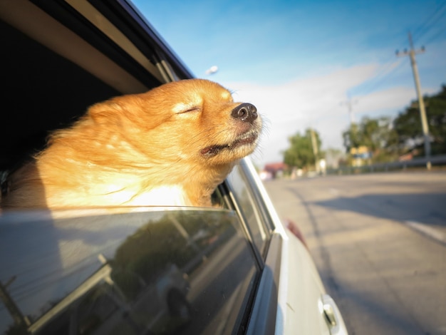 Cachorro respirando ar fresco no carro