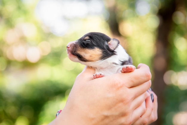 Un cachorro retenido en manos de una persona.