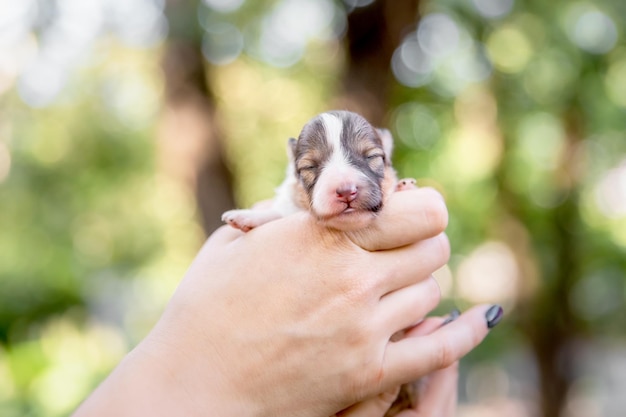 Un cachorro retenido en manos de una persona.