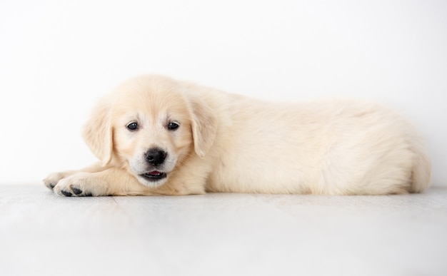 Cachorro retriever fofo deitado no chão do quarto