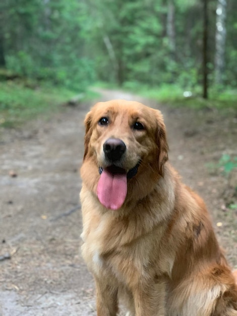 Cachorro retriever senta-se à noite na floresta com a língua de fora