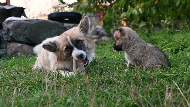 Cachorro roendo um osso com um filhote.