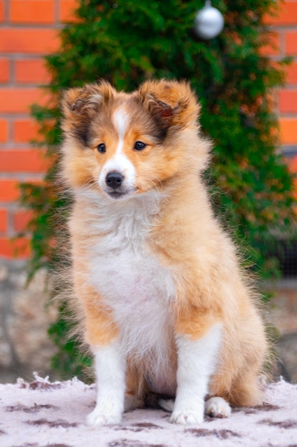 Cachorro rojo de perro pastor de shetland