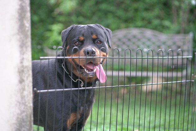 Cachorro rottweiler atrás da cerca