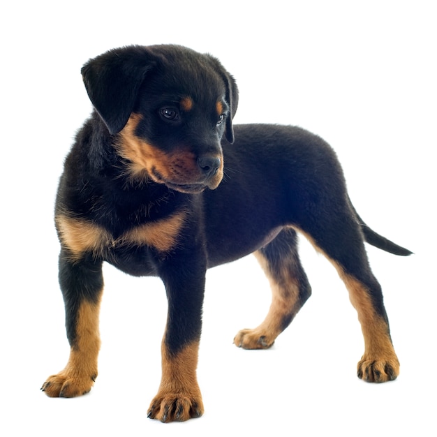 Cachorro Rottweiler en blanco