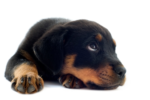 Cachorro rottweiler en blanco