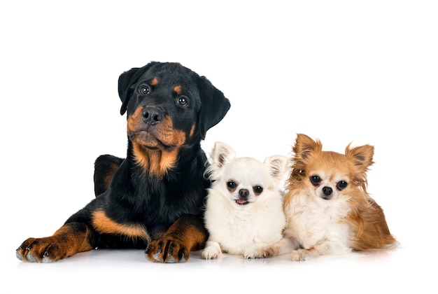 Cachorro rottweiler y chihuahuas delante de un fondo blanco