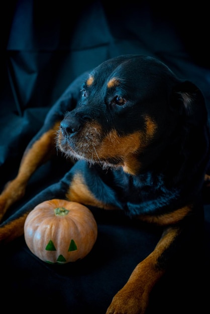 Cachorro rottweiler com uma abóbora de halloween.