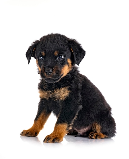 Cachorro rottweiler delante de un fondo blanco