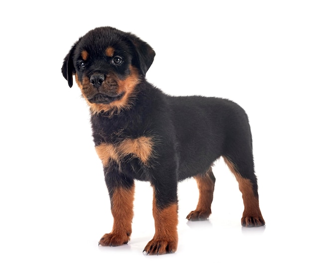 Cachorro rottweiler delante de un fondo blanco