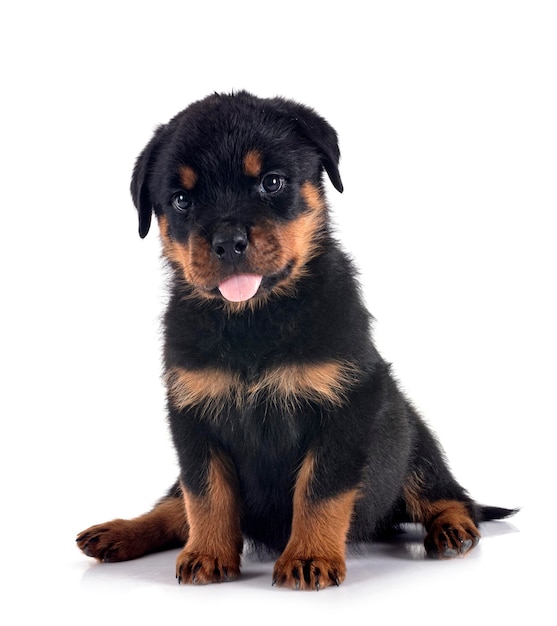 Cachorro rottweiler delante de un fondo blanco