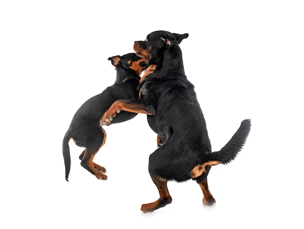 Cachorro rottweiler e adulto em estúdio