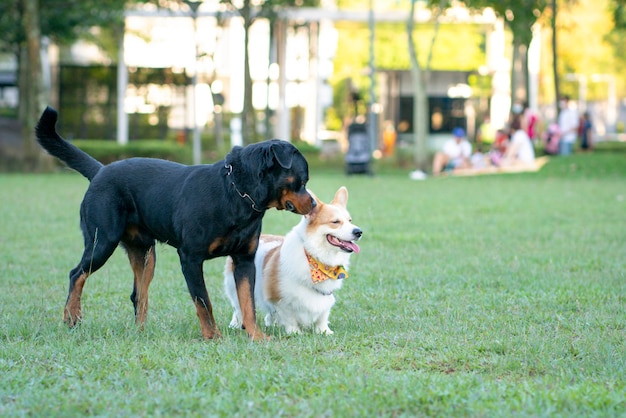 Cachorro Rottweiler e Corgi no parque Conceito de socialização de cães